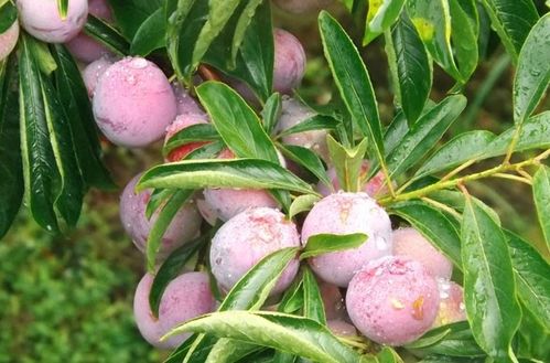 绿色消费风起山城 重庆生态农产品商家如何借势打造爆款卖货场景