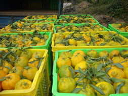 红河农产品信息网 连接田间与餐桌的数字化桥梁