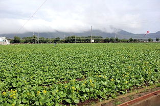 实拍四季绿农产品 看得见的美味，自然馈赠的画卷