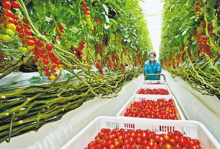 张掖海升现代农业生态示范园区“迷你彩椒”喜迎丰收季